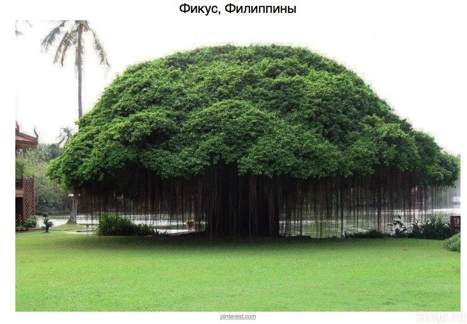 Деревья «с другой планеты»