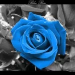 Blue_Rose