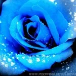 Blue_Rose__by_PeriwinkleEyes