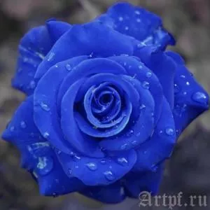 Blue_Rose_by_Bjoerset