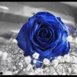 blue_rose_by_olyana