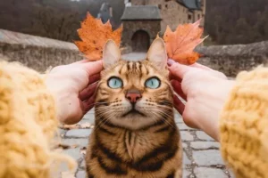 Кот и оceнь