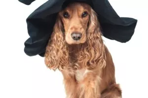 Собака и шляпа