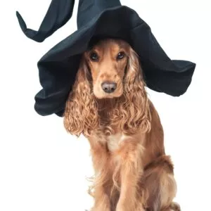 Собака и шляпа