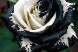 Роза чёрное на белом