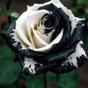 Роза чёрное на белом
