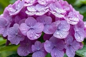 Яркость цветов